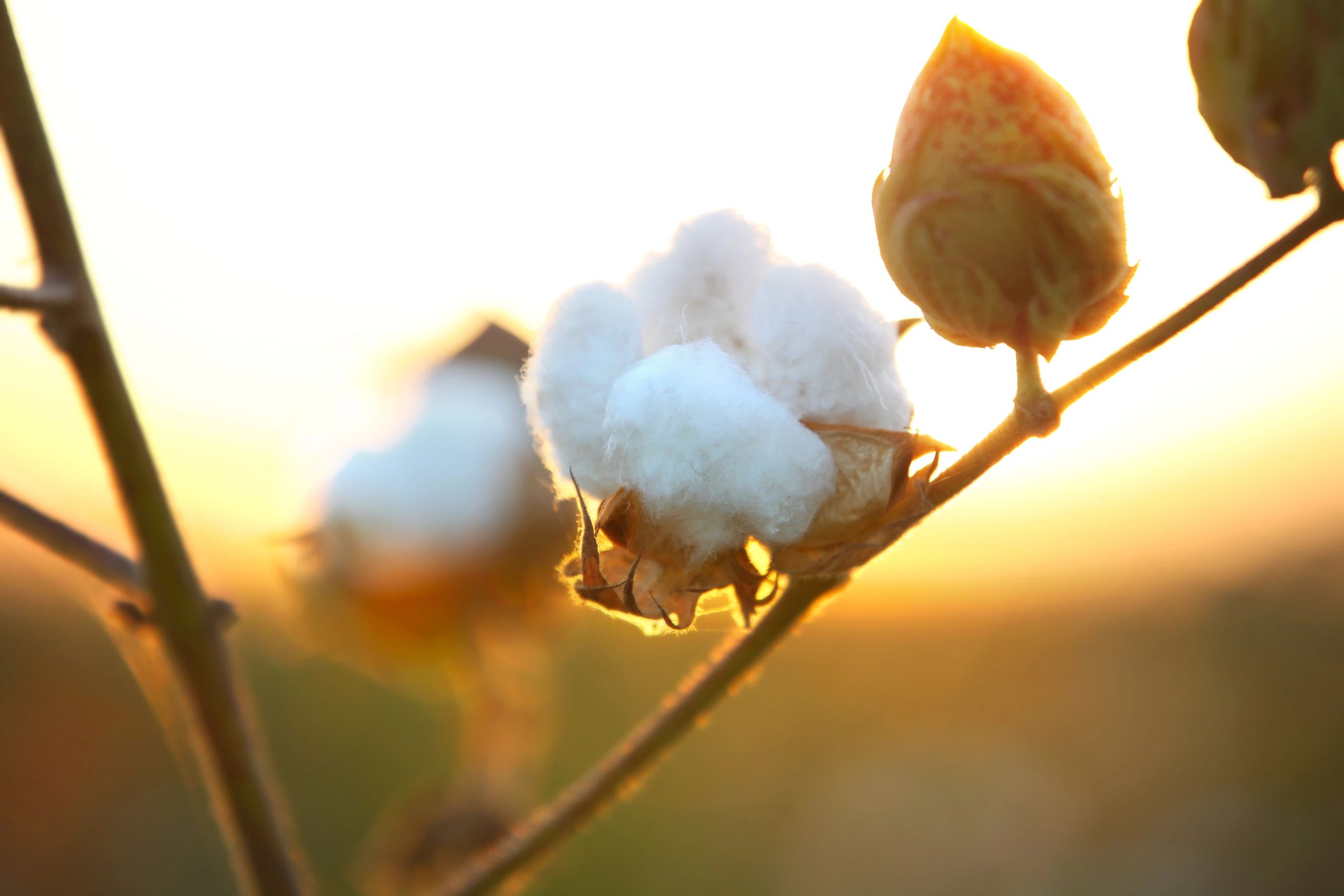 Cotton field at sunset representing natural cotton sourcing
