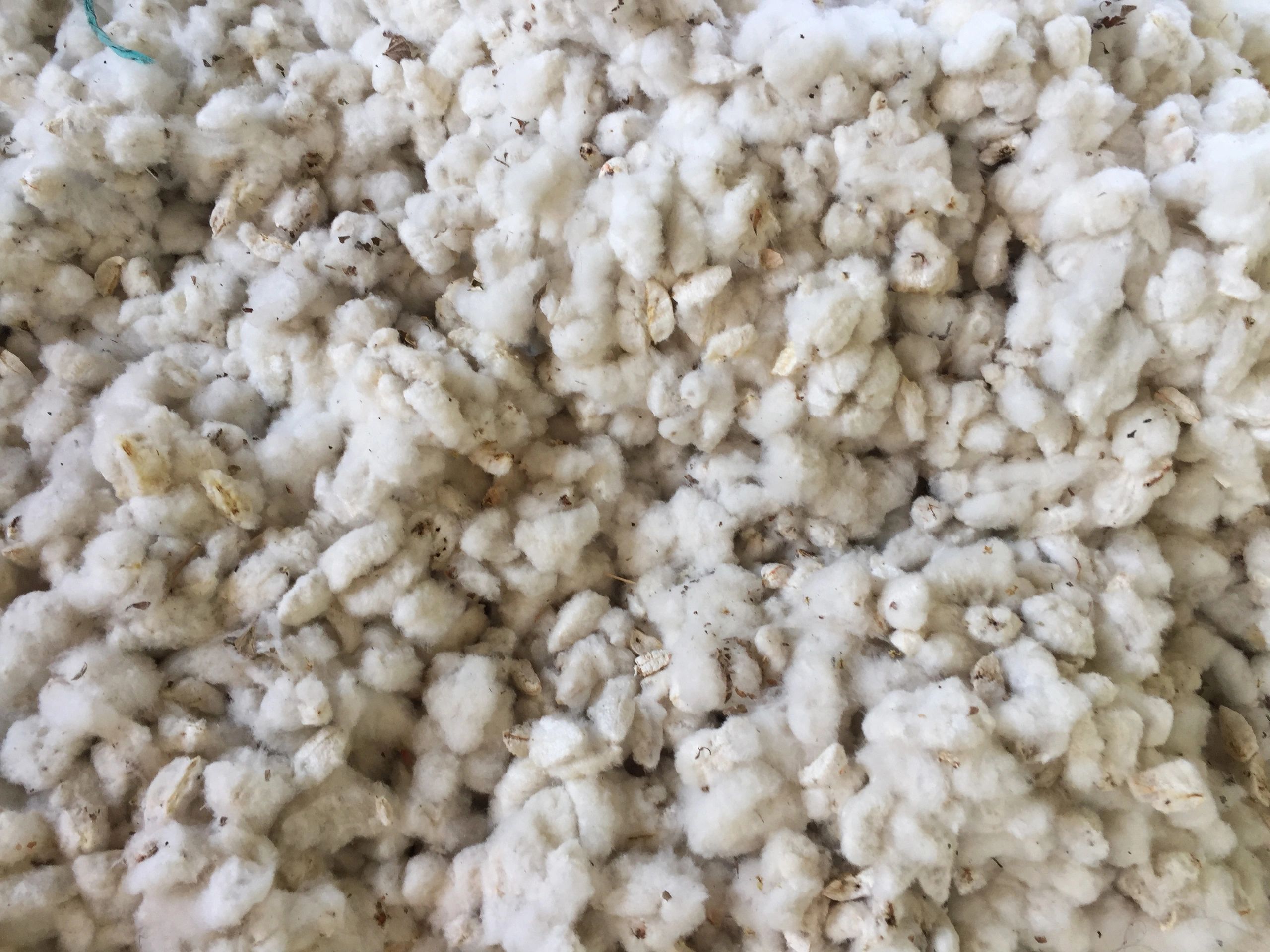 Harvested cotton stored before textile processing